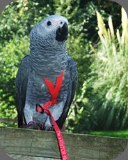 Jack The African Grey