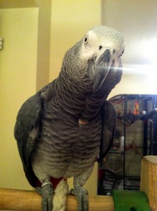 Oscar1